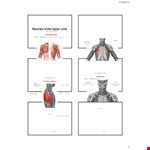 Muscle Chart Arm example document template