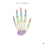 Bones Human Hand example document template 