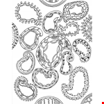 Free Printable Paisley Adult Coloring Pages example document template