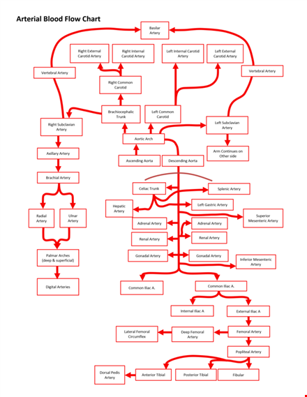 aterial blood flow chart template
