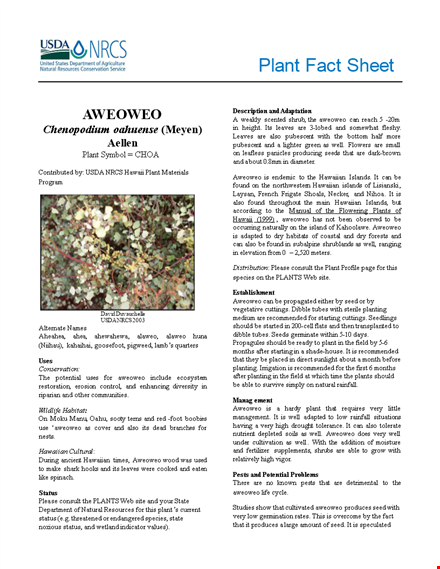 create professional fact sheets | template for plant and hawaii template