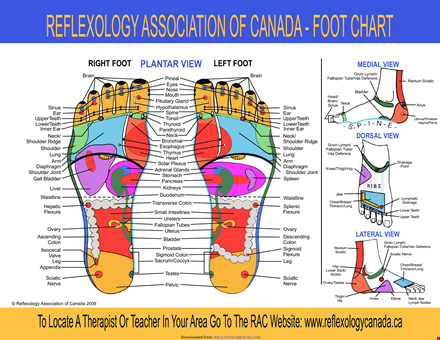 discover the benefits of foot reflexology with our chart | relieve shoulder & sciatic pain template