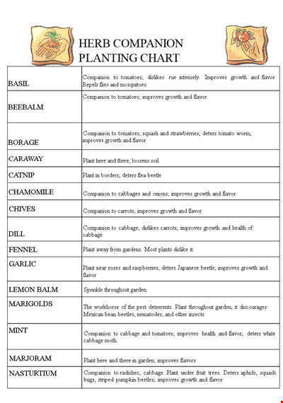 companion planting chart for herbs, tomatoes, cabbage, beans and onions template