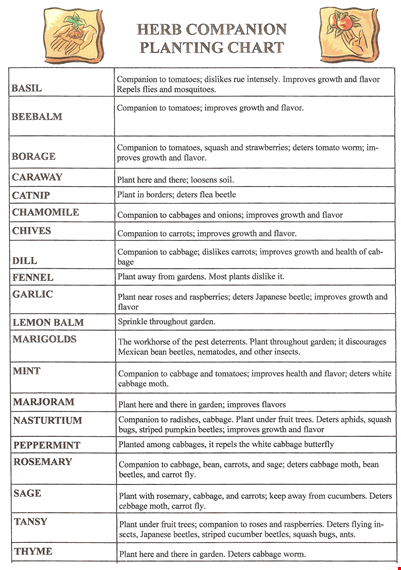 herb companion planting chart template