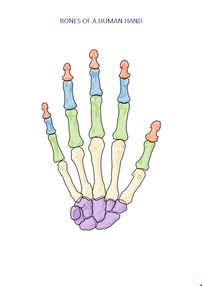 bones human hand template