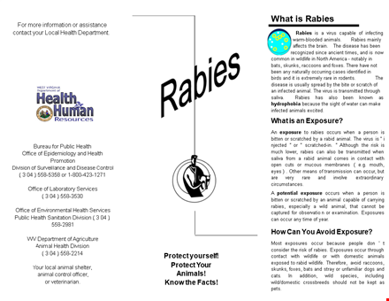 create eye-catching pamphlets for animal health and rabies awareness template